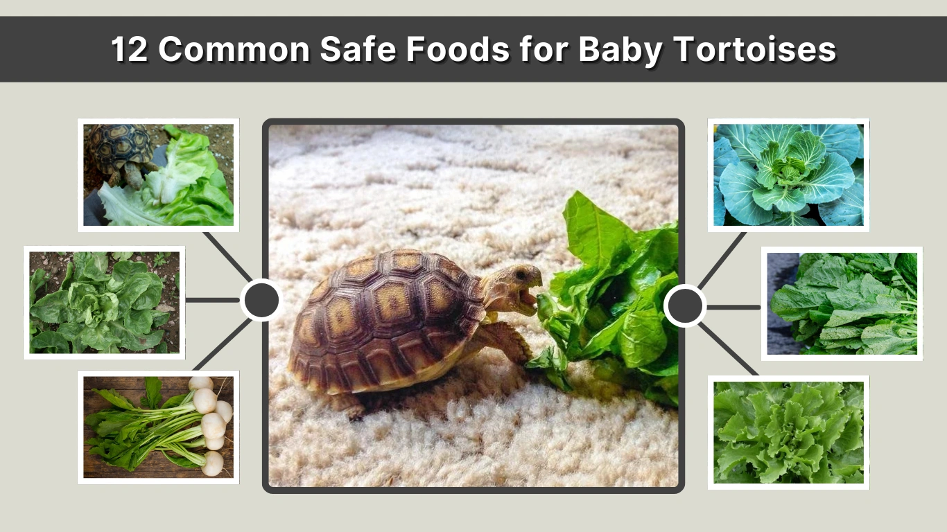 12 Common Safe Foods for Baby Tortoises