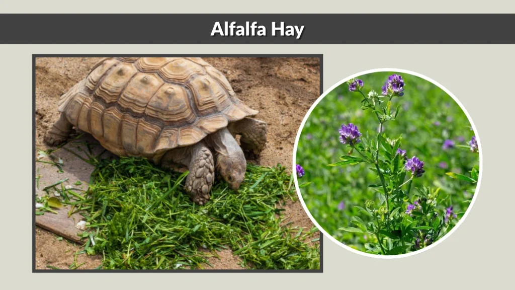 Alfalfa Hay