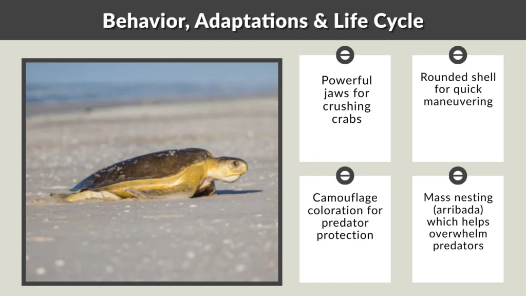 Behavior, Adaptations & Life Cycle