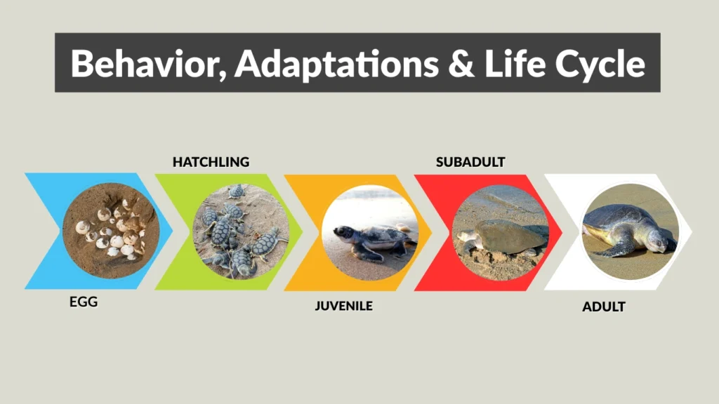 Behavior, Adaptations & Life Cycle
