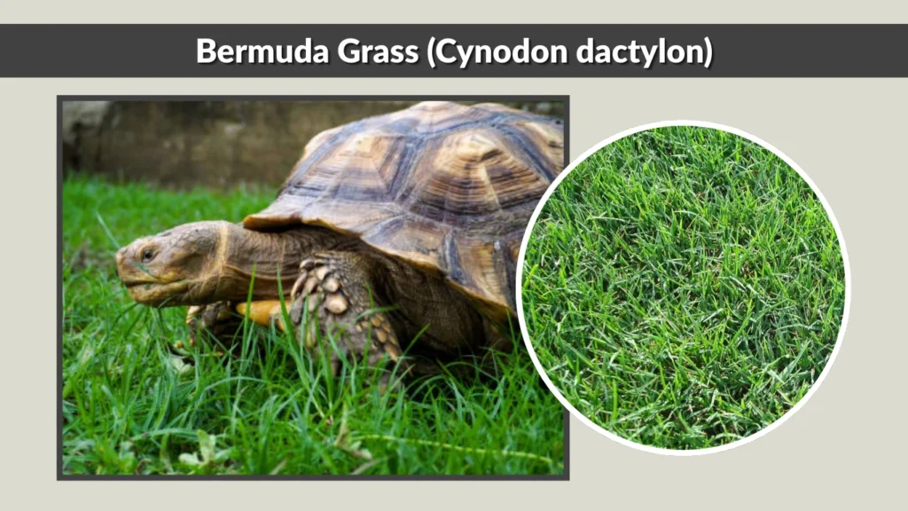 Bermuda Grass (Cynodon dactylon)