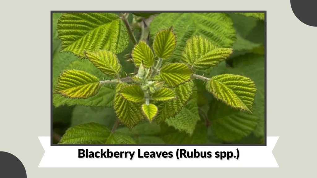 Blackberry Leaves (Rubus spp.)