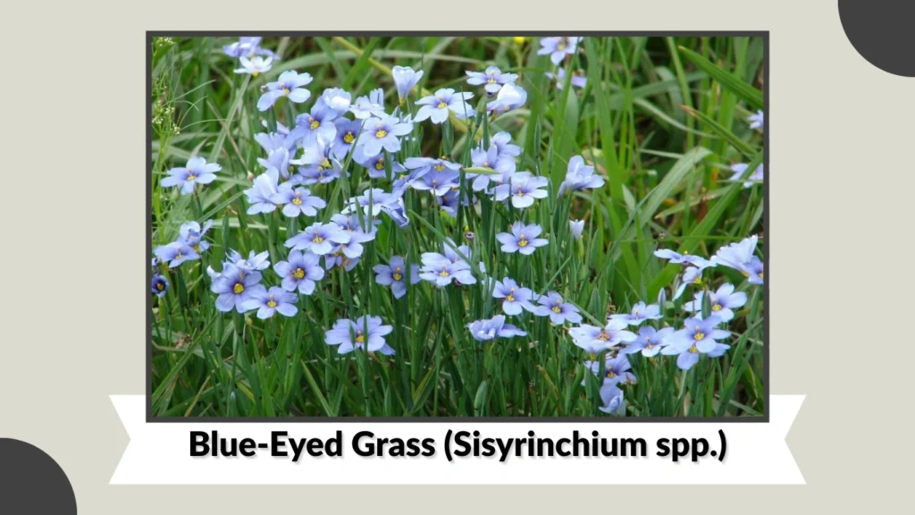 Blue-Eyed Grass (Sisyrinchium spp.)
