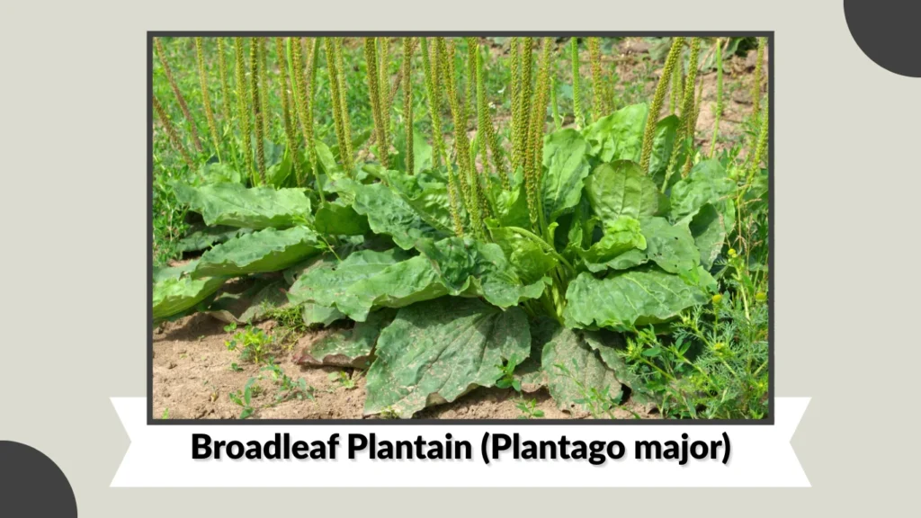 Broadleaf Plantain (Plantago major)