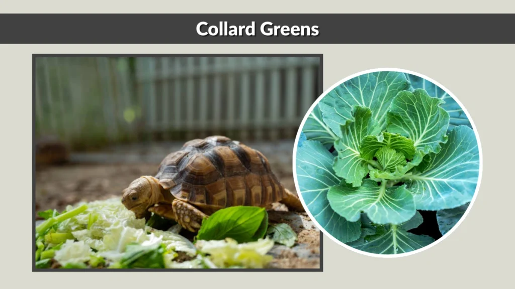 Collard Greens