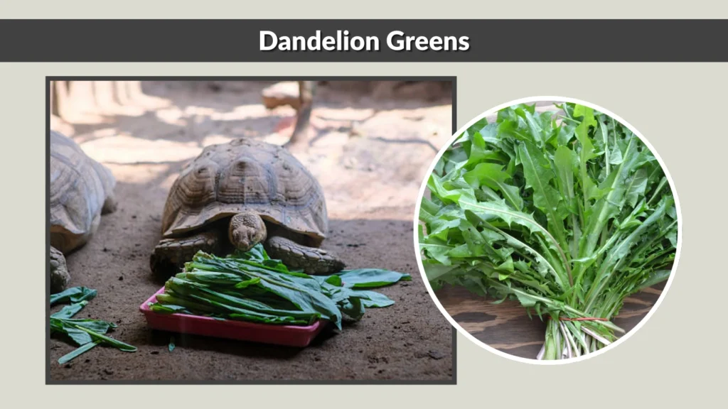 Dandelion Greens