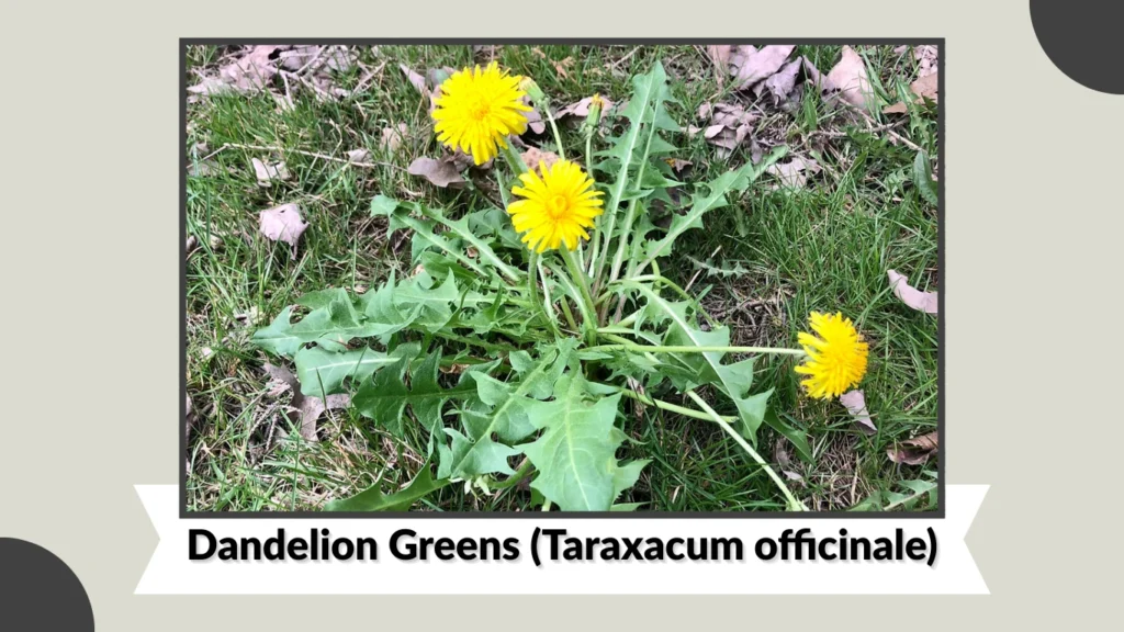 Dandelion Greens (Taraxacum officinale)
