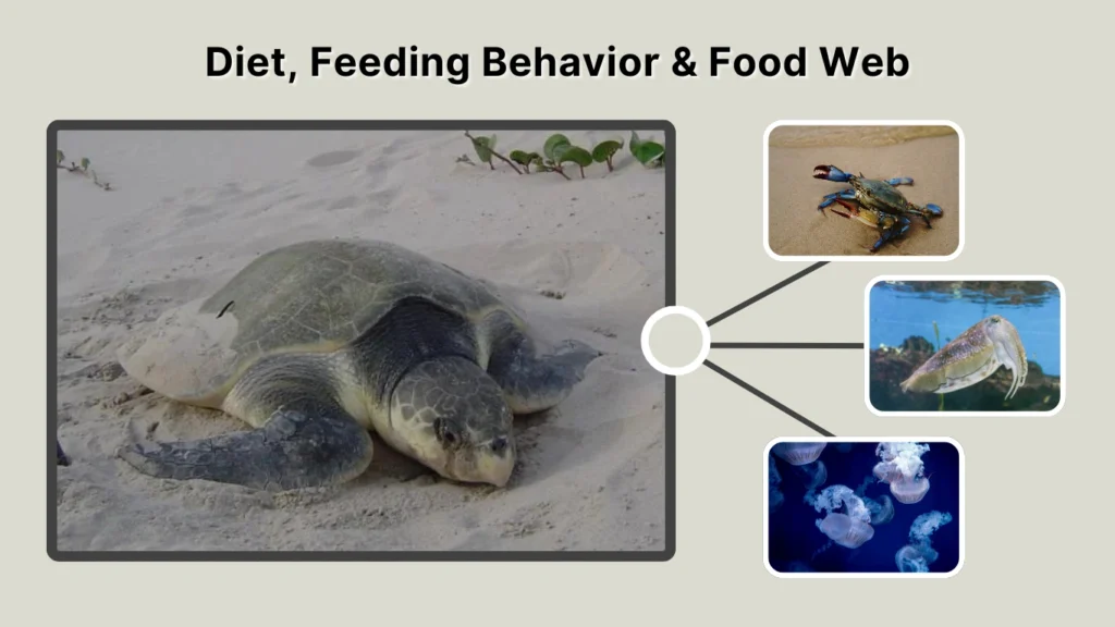Diet, Feeding Behavior & Food Web