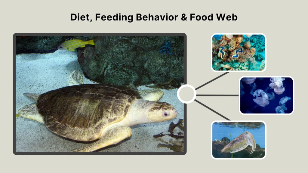 Diet, Feeding Behavior & Food Web