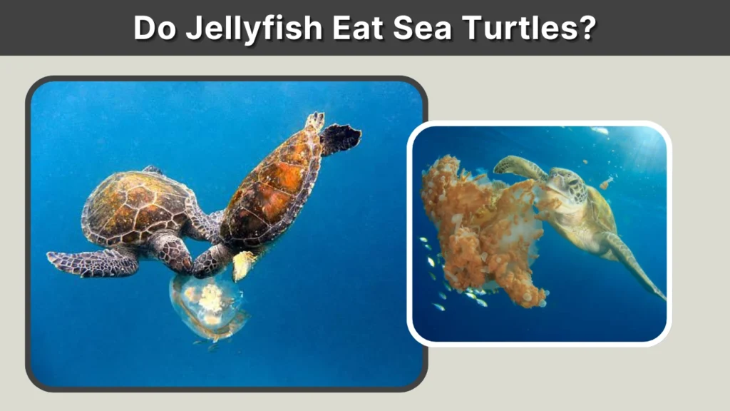 Do Jellyfish Eat Sea Turtles