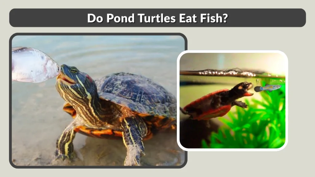Do Pond Turtles Eat Fish