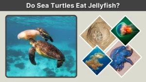 Do Sea Turtles Eat Jellyfish Diet, Safety & Myths