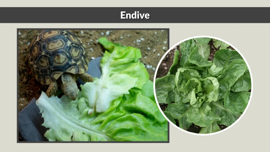 Endive