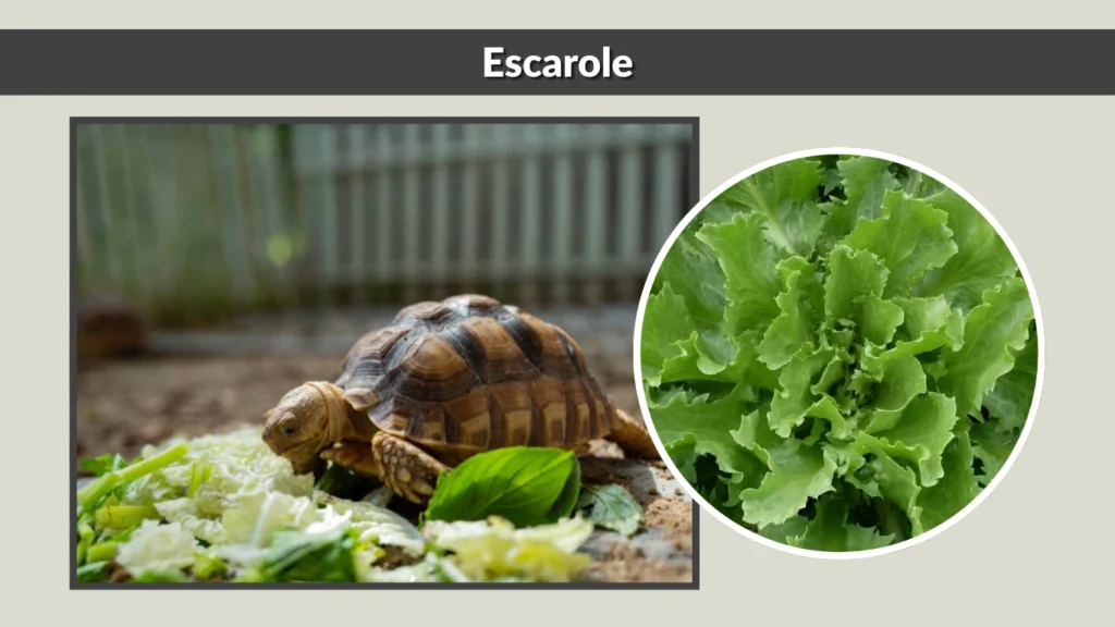 Escarole
