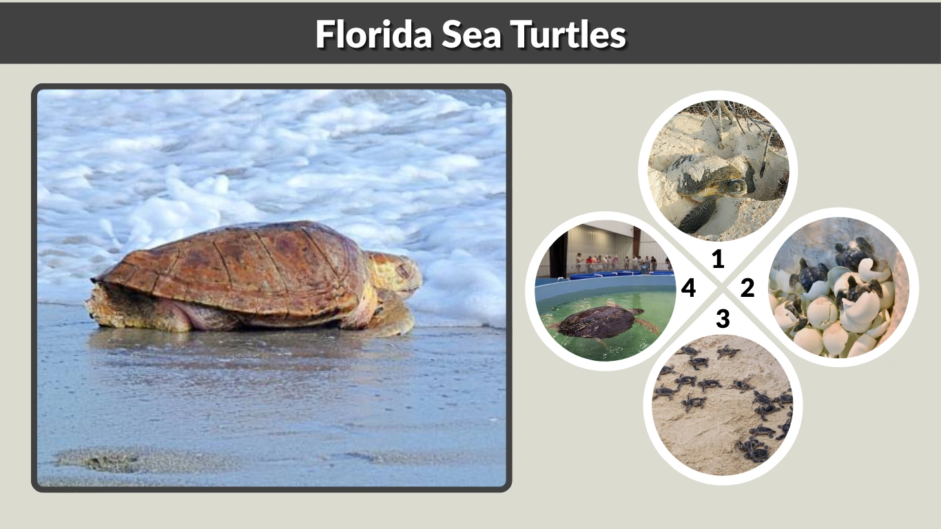 Florida Sea Turtles Nesting, Hatching & Where to See Them