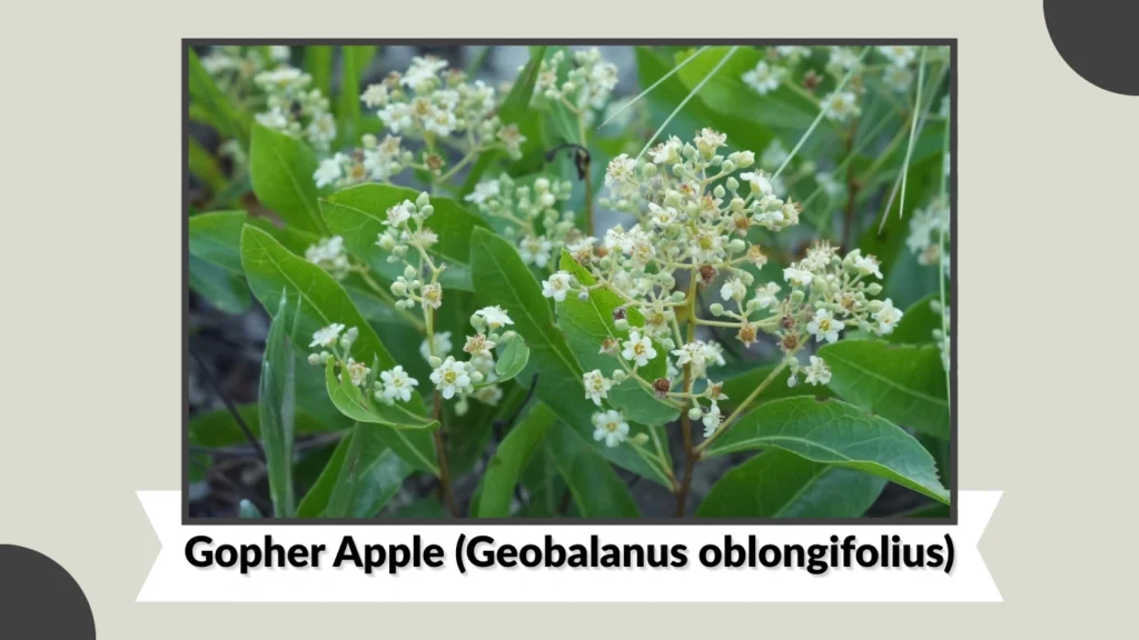 Gopher Apple (Geobalanus oblongifolius)