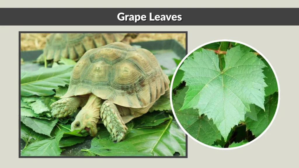 Grape Leaves