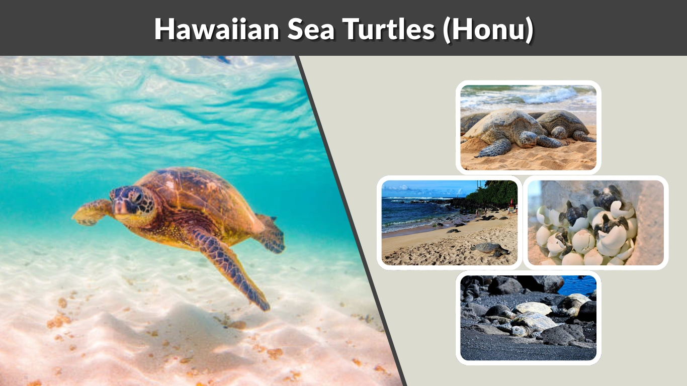 Hawaiian Sea Turtles (Honu) Species, & Where to See Them