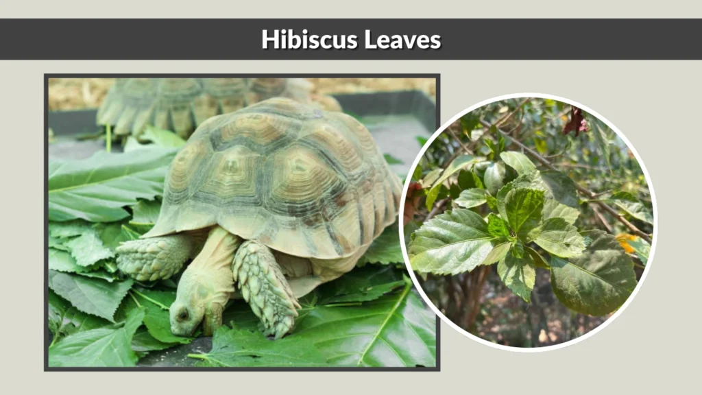 Hibiscus Leaves