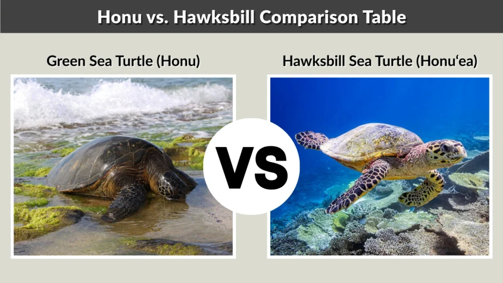 Honu vs. Hawksbill Comparison Table
