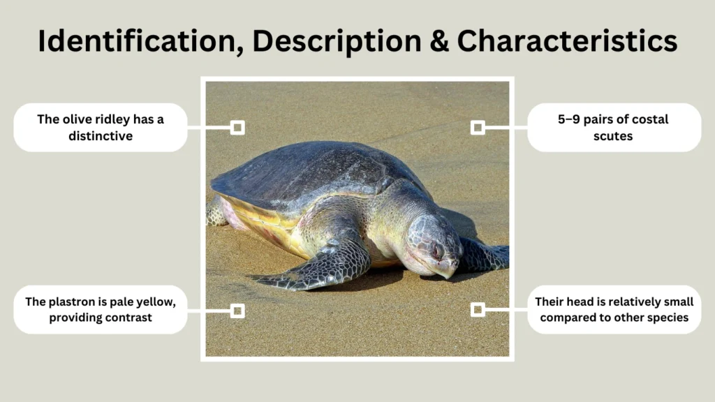 Identification, Description & Characteristics