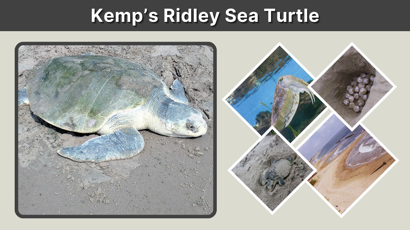 Kemp’s Ridley Sea Turtle Habitat, Diet, Threats & Facts