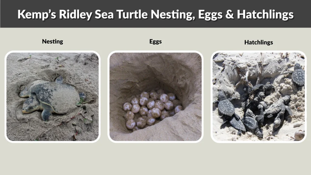 Kemp’s Ridley Sea Turtle Nesting, Eggs & Hatchlings