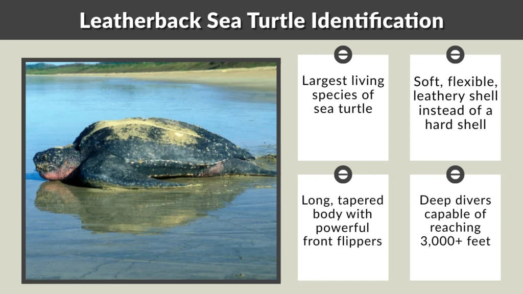 Leatherback Sea Turtle Identification