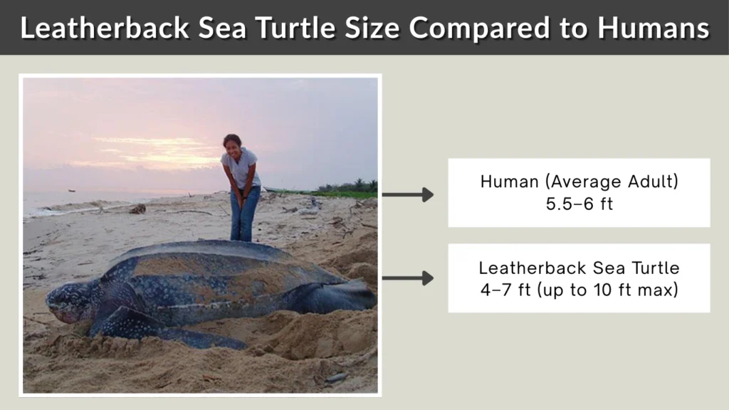 Leatherback Sea Turtle Size Compared to Humans
