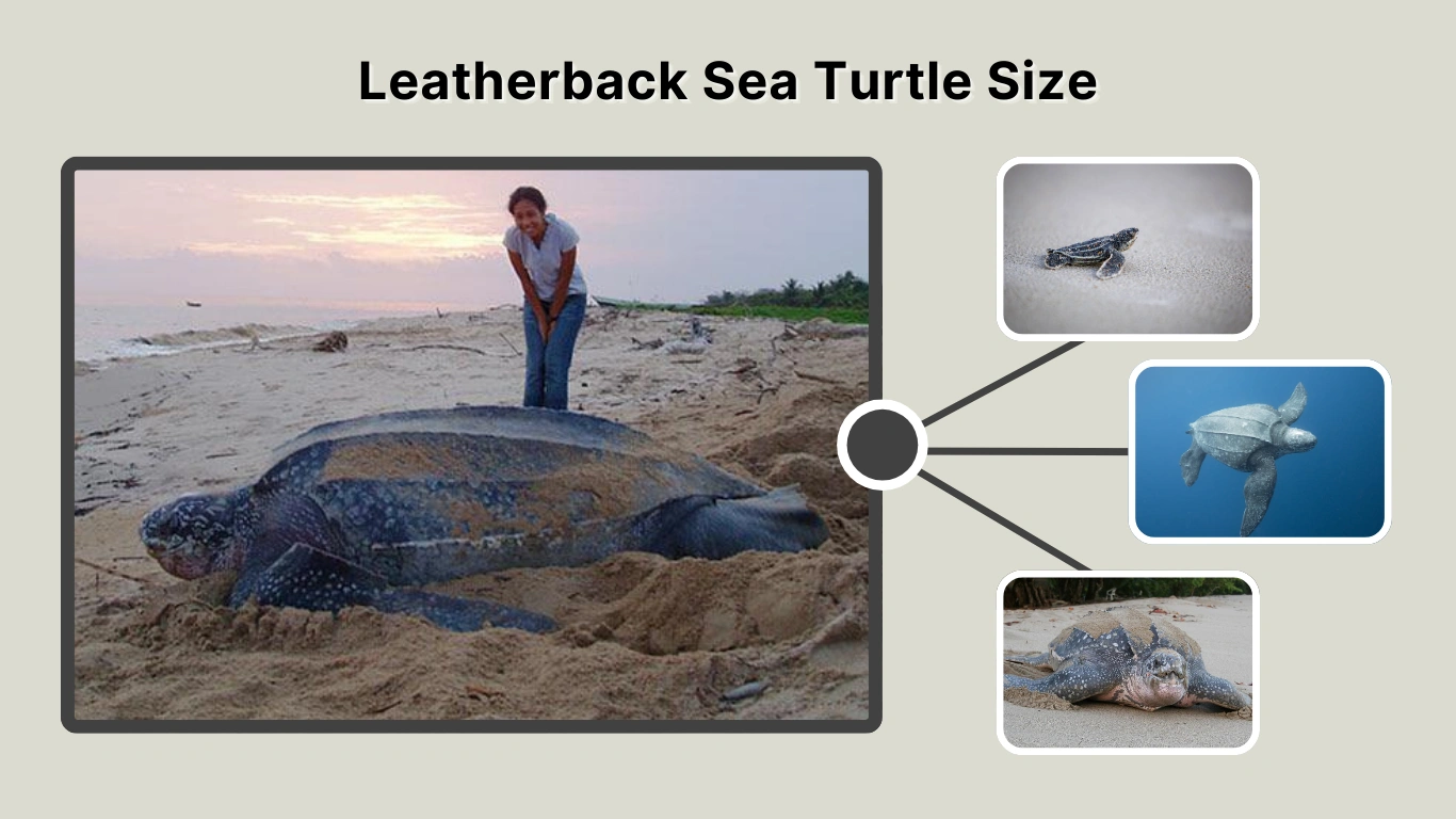 Leatherback Sea Turtle Size Length, Weight & Comparison