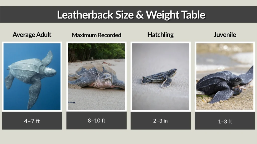 Leatherback Size & Weight Table