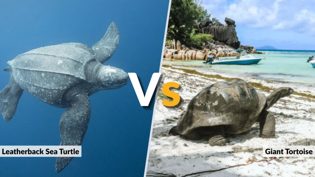 Leatherback vs Tortoise Size Comparison