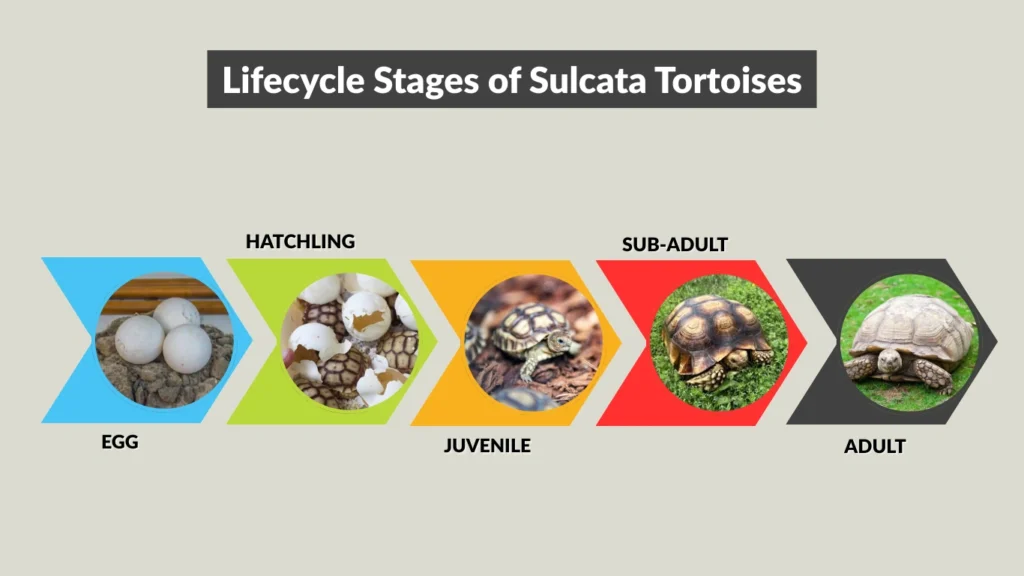 Lifecycle Stages of Sulcata Tortoises