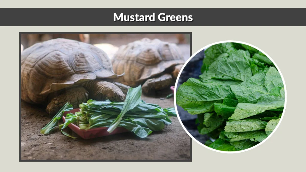 Mustard Greens