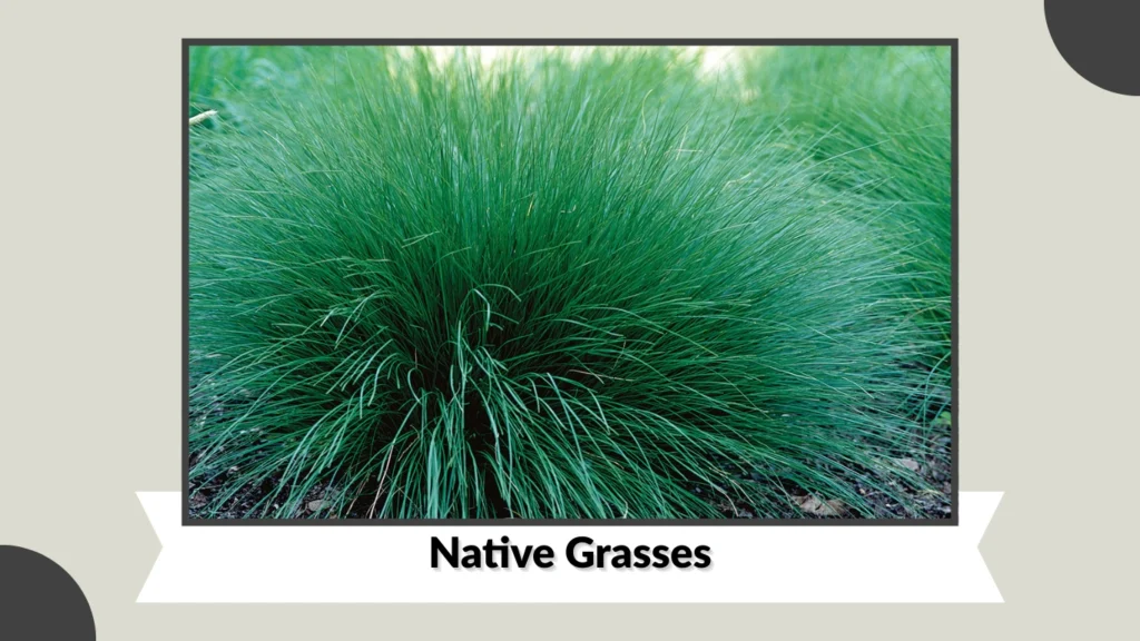Native Grasses