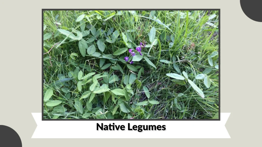 Native Legumes