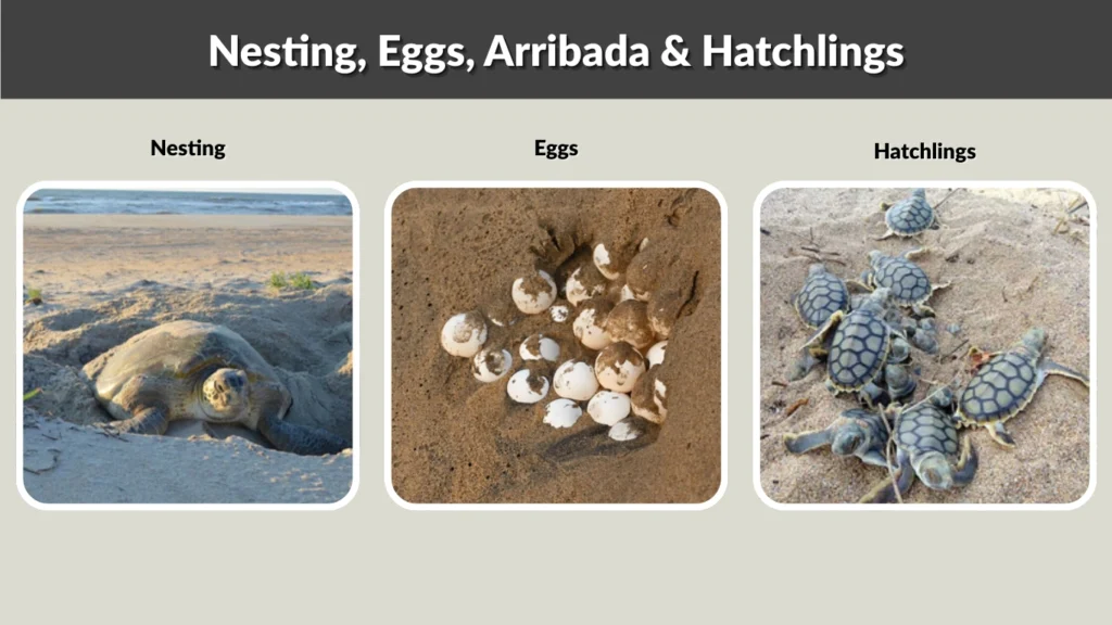 Nesting, Eggs, Arribada & Hatchlings