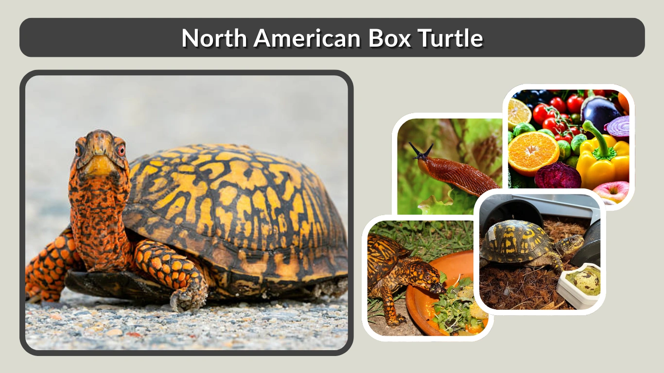 North American Box Turtle Care, Facts, Diet & Habitat