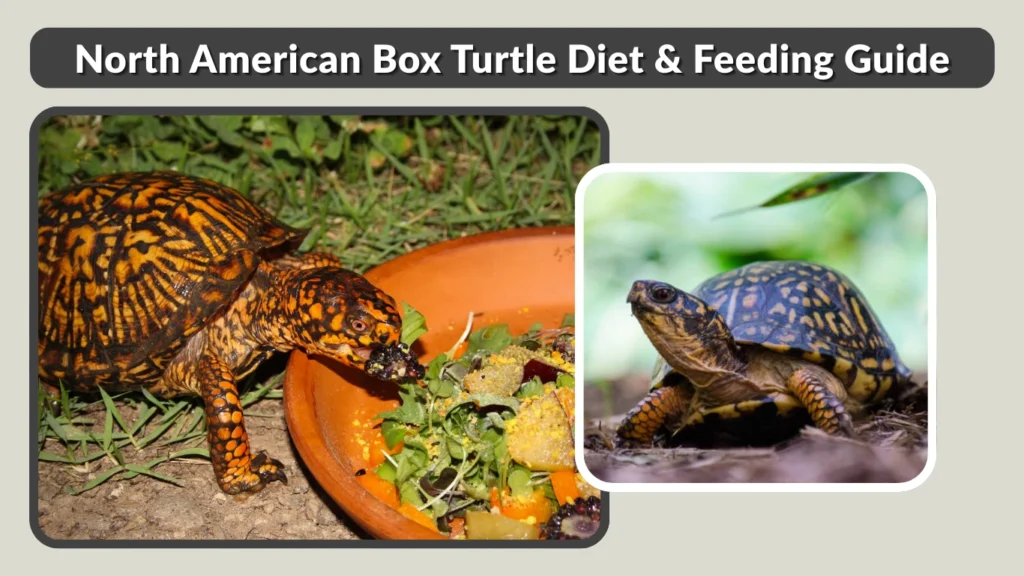 North American Box Turtle Diet & Feeding Guide