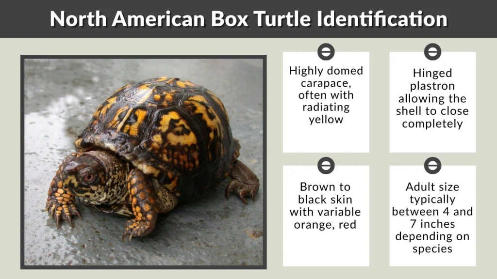 North American Box Turtle Identification