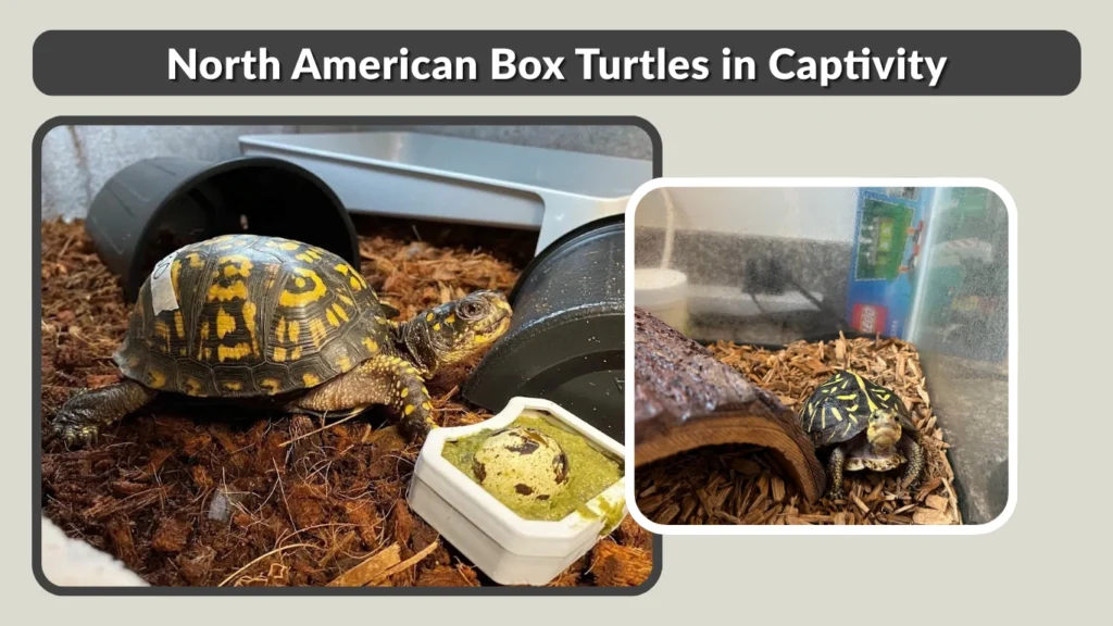 North American Box Turtles in Captivity