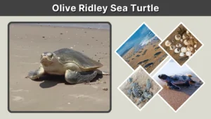 Olive Ridley Sea Turtle Habitat, Diet, Nesting & Facts