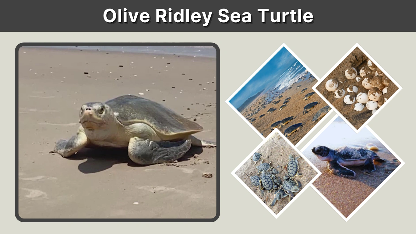Olive Ridley Sea Turtle Habitat, Diet, Nesting & Facts