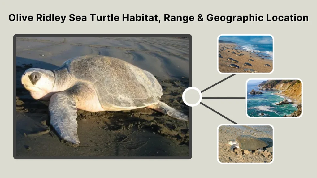 Olive Ridley Sea Turtle Habitat, Range & Geographic Location
