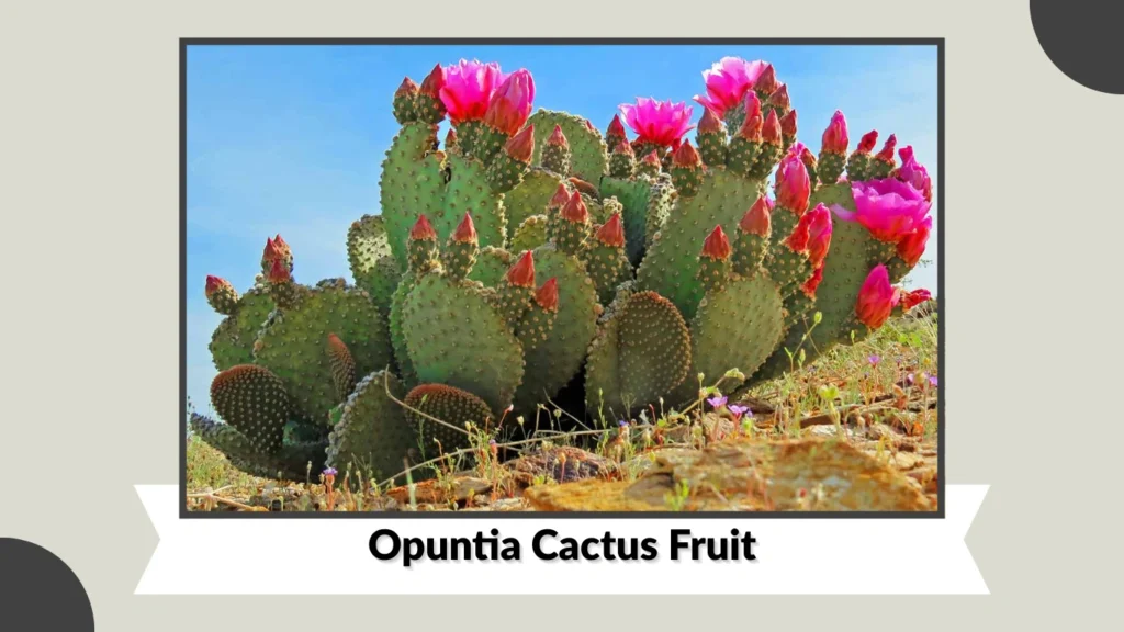 Opuntia Cactus Fruit