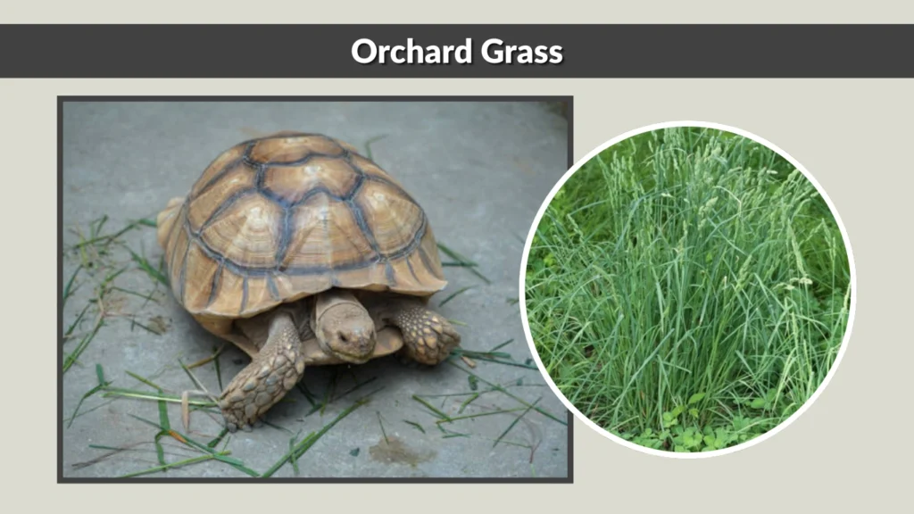 Orchard Grass