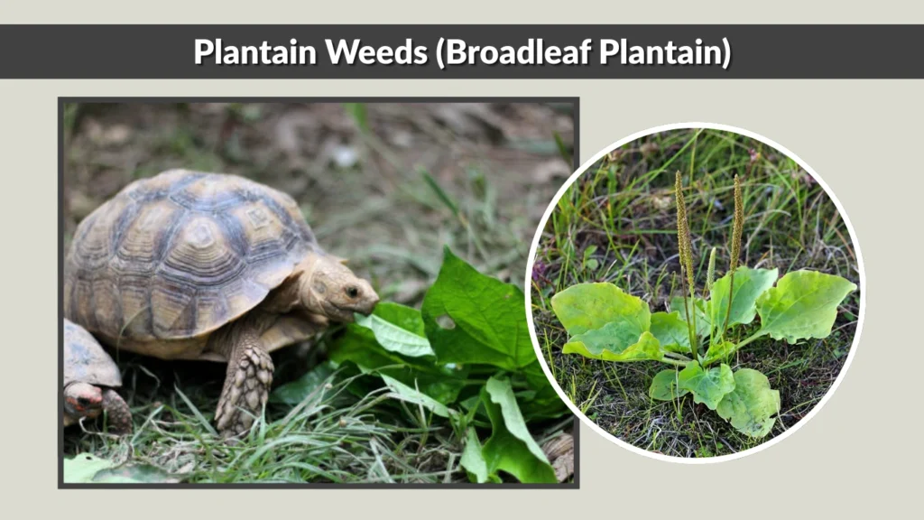 Plantain Weeds (Broadleaf Plantain)