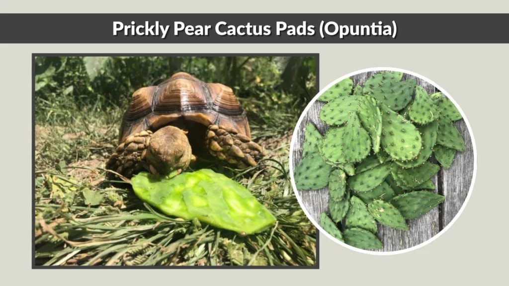 Prickly Pear Cactus Pads (Opuntia)