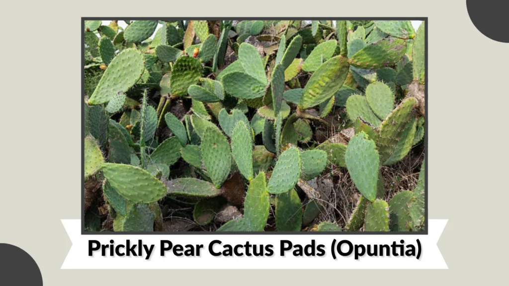 Prickly Pear Cactus Pads (Opuntia)
