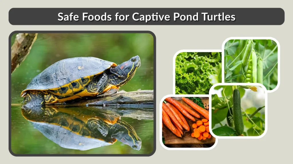 Safe Foods for Captive Pond Turtles